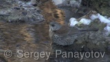Video of Mistle Thrush - Fieldfare in the winter forest and snow
